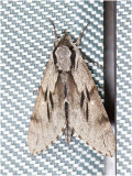 Dennenpijlstaart - Sphinx pinastri