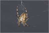 Kruisspin - Araneus diadematus