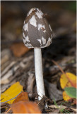 Spechtinktzwam - Coprinopsis picacea