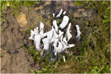 Geweizwam - Xylaria hypoxylon