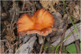 Oranjerode Stropharia - Leratiomyces ceres