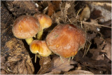 Rode Zwavelkop - Hypholoma lateritium