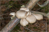 Bleke_Oesterzwam_Pleurotus_pulmonarius