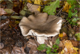 Nevelzwam - Clitocybe nebularis