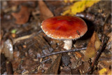 Oranjerode Stropharia - Stropharia aurantiaca