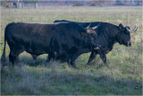 GALLERY  Cattle - rundvee 