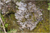 Wimpermos - Anaptychia ciliaris