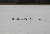 Otter clan copy.jpg