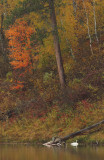 Vert_Arco_Lake_swan_copy.jpg
