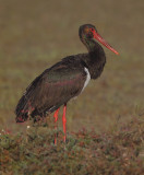 Black stork (ciconia nigra), Doana, Spain, January 2017