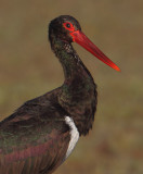 Black stork (ciconia nigra), Doana, Spain, January 2017