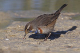 White-spotted bluethroat (luscinia svecica), San Felipe Neri, Spain, January 2017