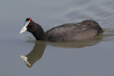 Red-knobbed coot (fulica cristata), El Fondo, Spain, June 2018