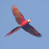 Scarlet macaw, Quepos, Costa Rica, January 2019