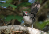 Slender Antbird