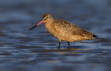 Marbled Godwit