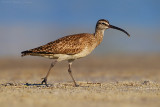 Whimbrel