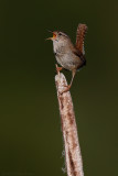 Marsh Wren