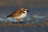 Wilsons Plover