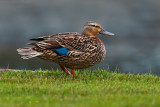 Hawaiian Duck