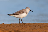Sanderling