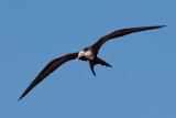 Great Frigatebird