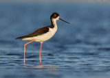 Hawaiian Black-necked Stilt