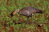 Nene (Hawaiian Goose)