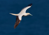 Red-footed Booby