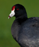 Hawaiian Coot