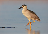 Black-crowned Night-Heron