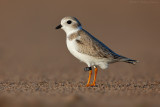 Piping Plover