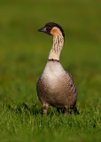Nene (Hawaiian Goose)