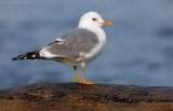 Short-billed Gull