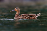 Hawaiian Duck