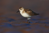 Semipalmated Sandpiper