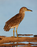 Black-crowned Night-Heron