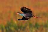 Purple Swamphen