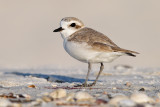 Snowy Plover