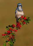 Florida Scrub-Jay