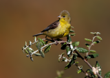 Lesser Goldfinch