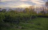 Late afternoon at the vineyard