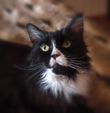 Ferdy