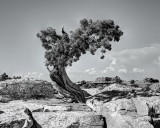 Tree near Dead Horse Point