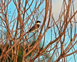 FORK-TAILED FLYCATCHER