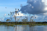 NEOTROPIC CORMORANTS