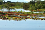 THE GIANT WATER LILIES OF LAKE YURACOCHA