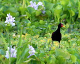 WATTLED JACANA