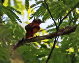 BARRED ANTSHRIKE