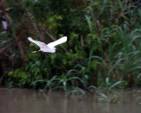 SNOWY EGRET